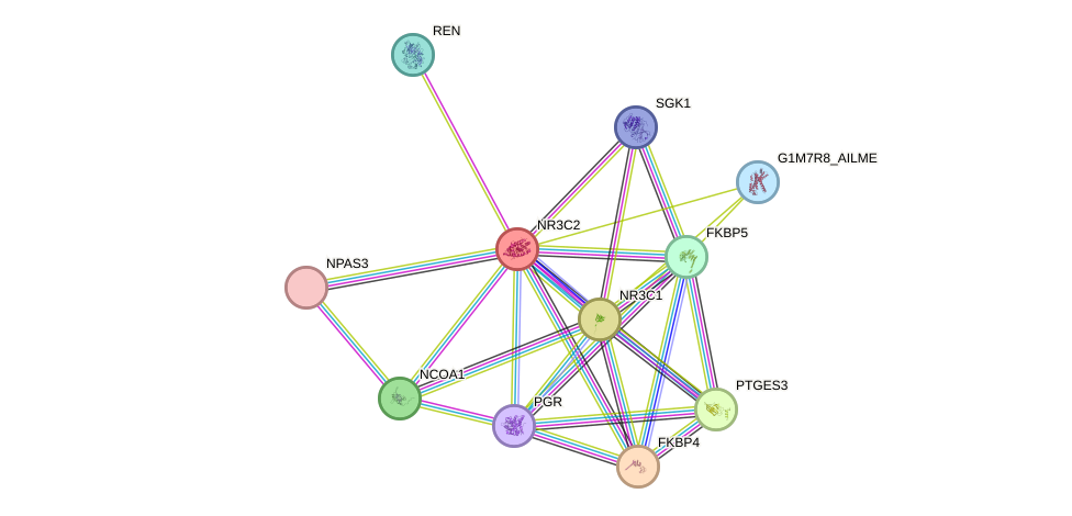 STRING protein interaction network