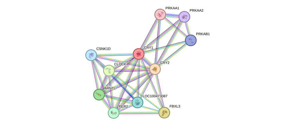 STRING protein interaction network