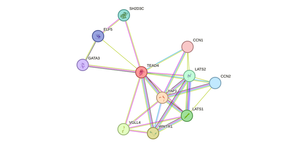 STRING protein interaction network