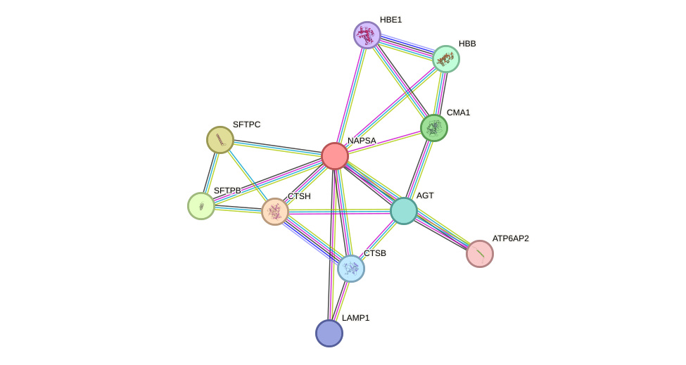 STRING protein interaction network