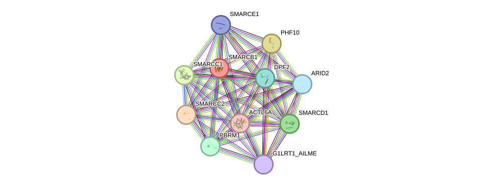 STRING protein interaction network