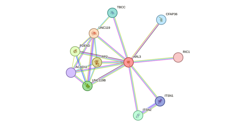 STRING protein interaction network