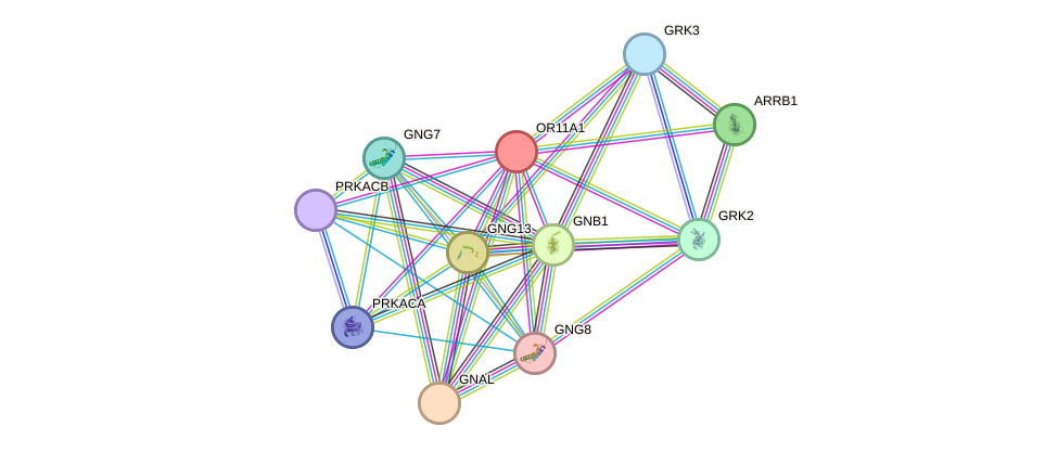 STRING protein interaction network