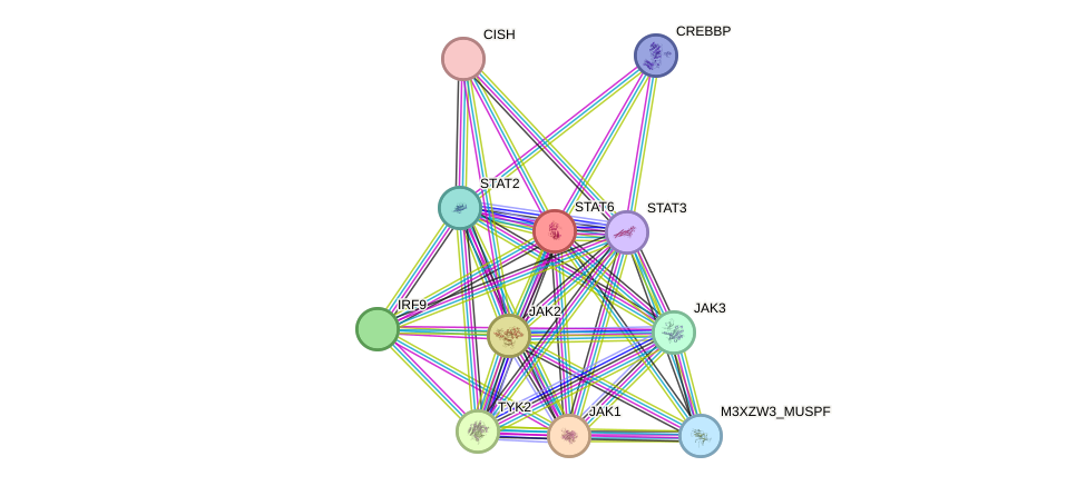 STRING protein interaction network