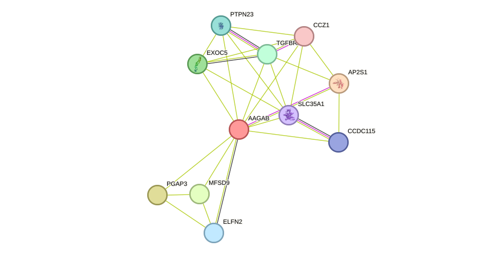 STRING protein interaction network