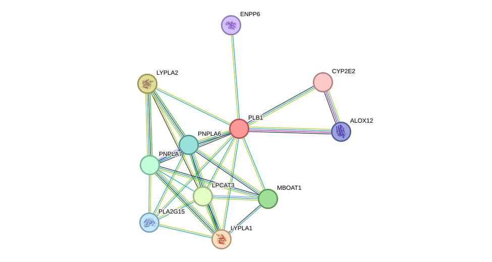 STRING protein interaction network