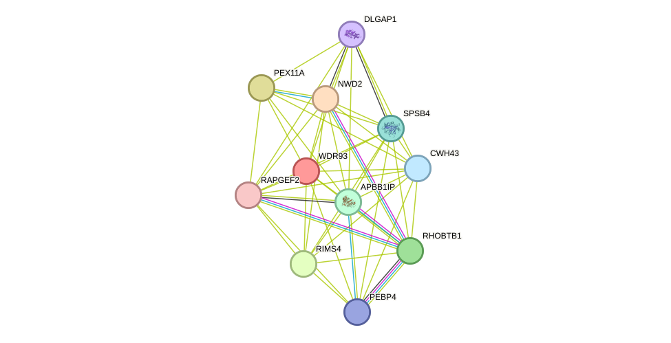 STRING protein interaction network