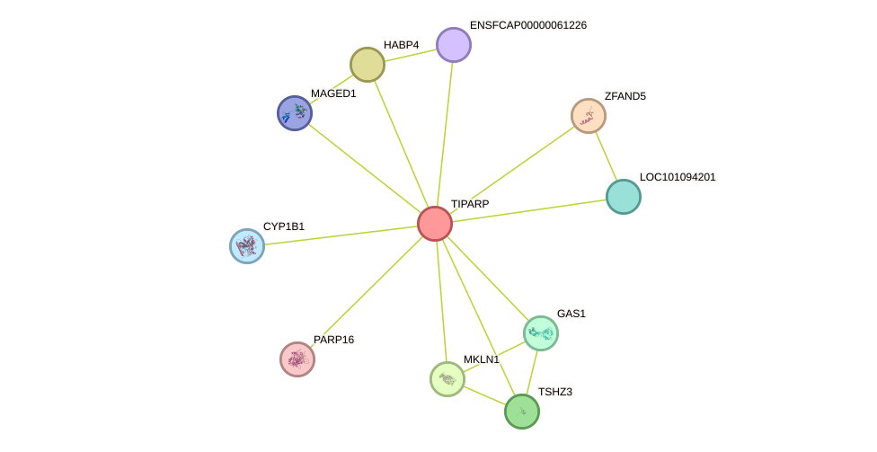 STRING protein interaction network