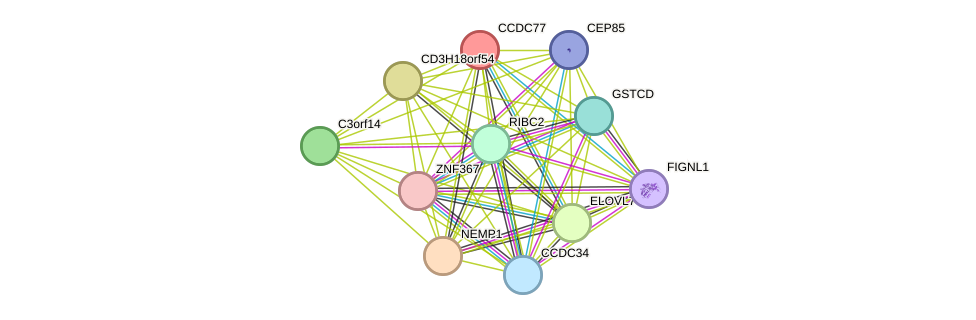 STRING protein interaction network