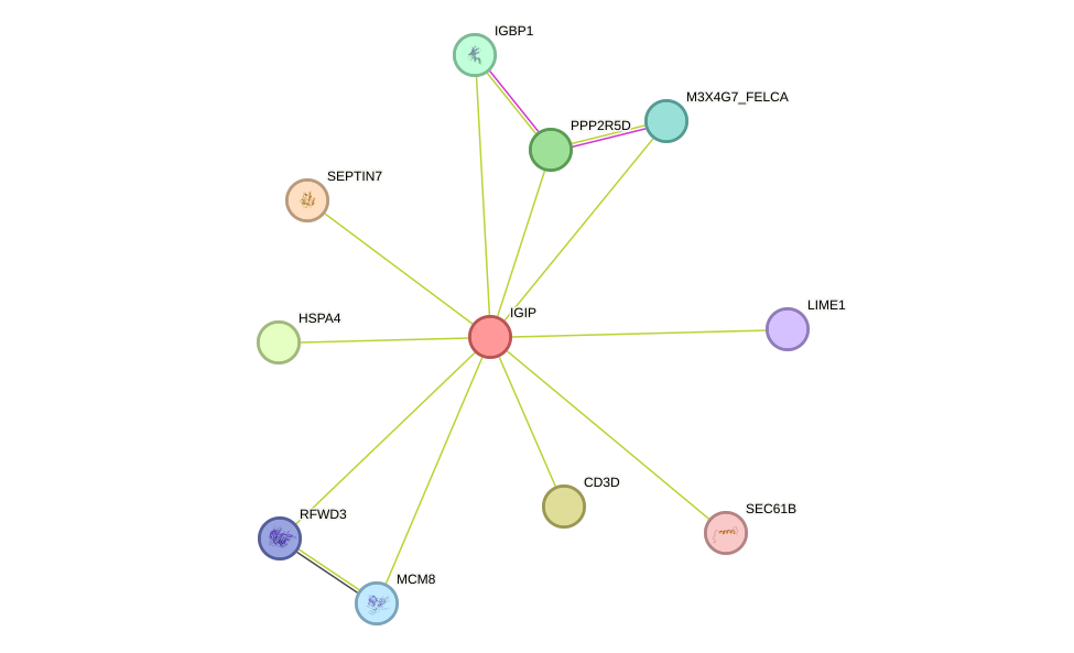 STRING protein interaction network