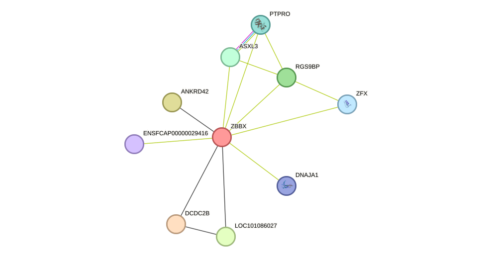 STRING protein interaction network