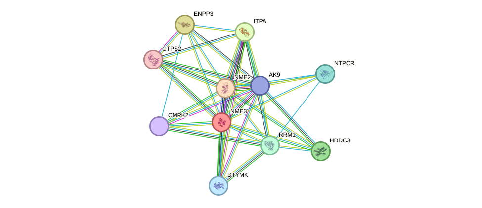 STRING protein interaction network