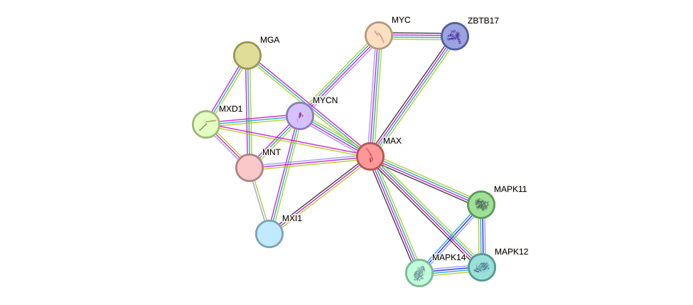 STRING protein interaction network