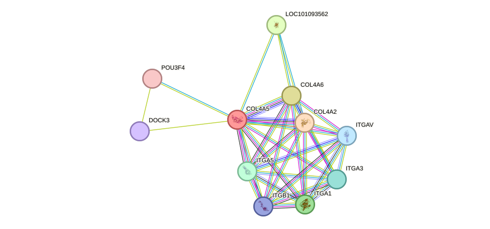 STRING protein interaction network