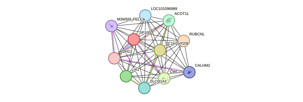 STRING protein interaction network