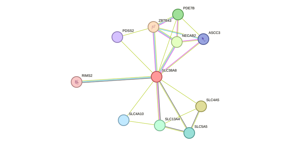 STRING protein interaction network