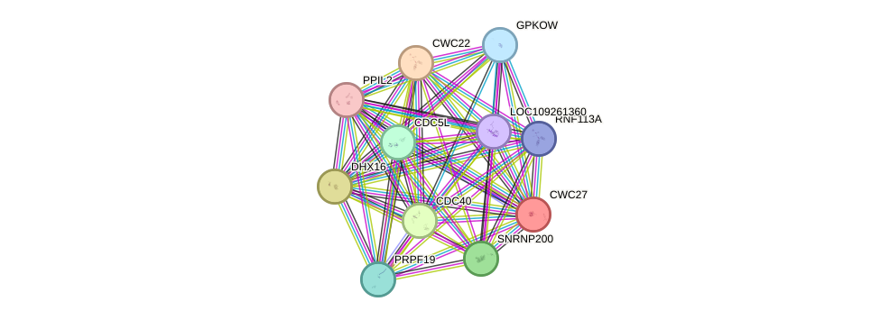 STRING protein interaction network