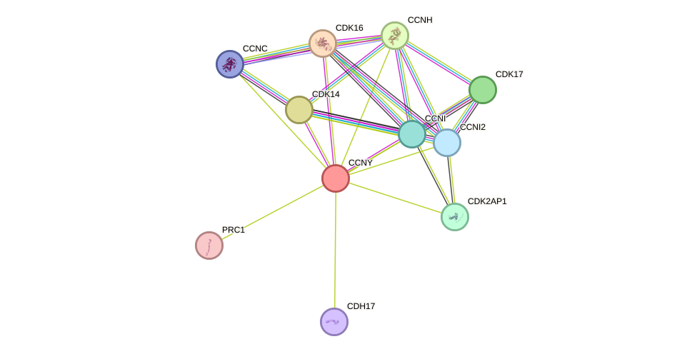 STRING protein interaction network