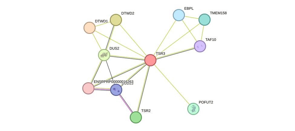 STRING protein interaction network