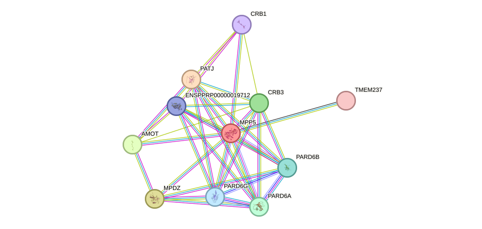 STRING protein interaction network