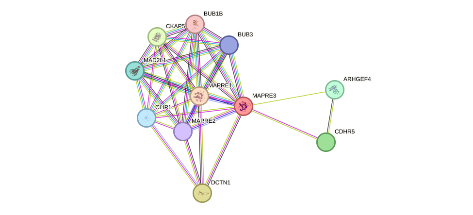 STRING protein interaction network