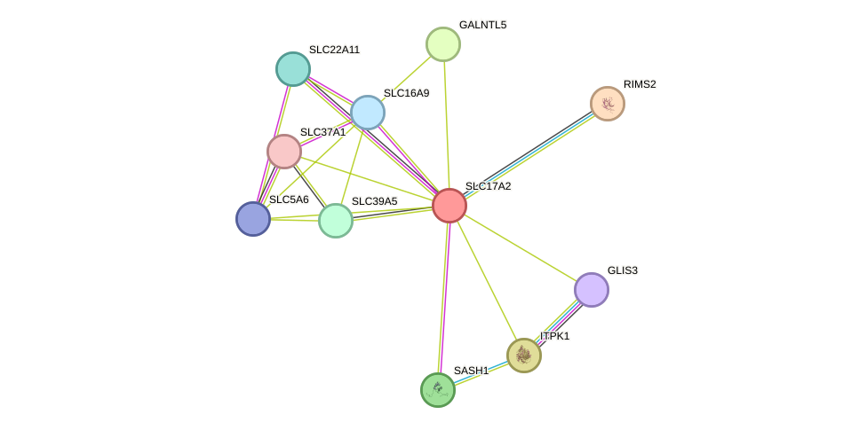 STRING protein interaction network