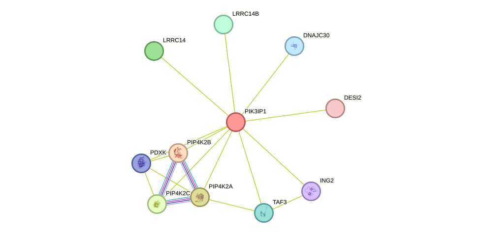 STRING protein interaction network