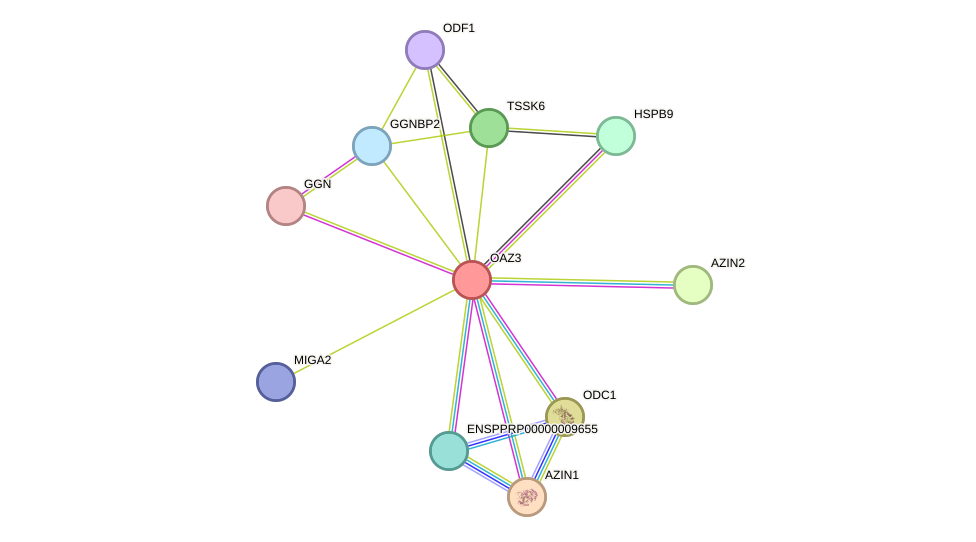 STRING protein interaction network