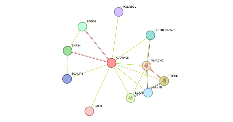 STRING protein interaction network