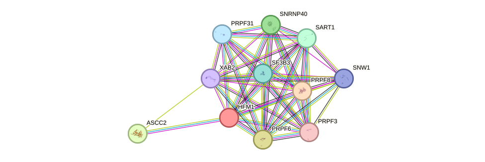 STRING protein interaction network