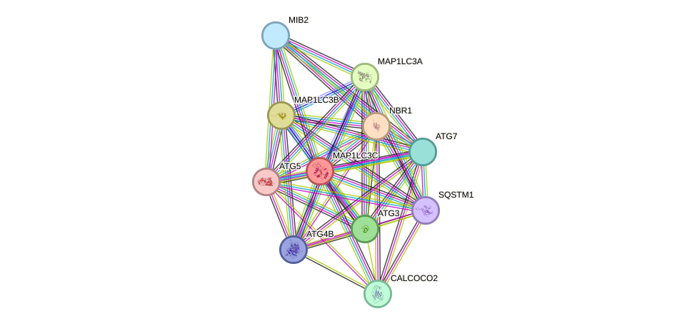 STRING protein interaction network