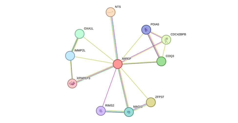 STRING protein interaction network