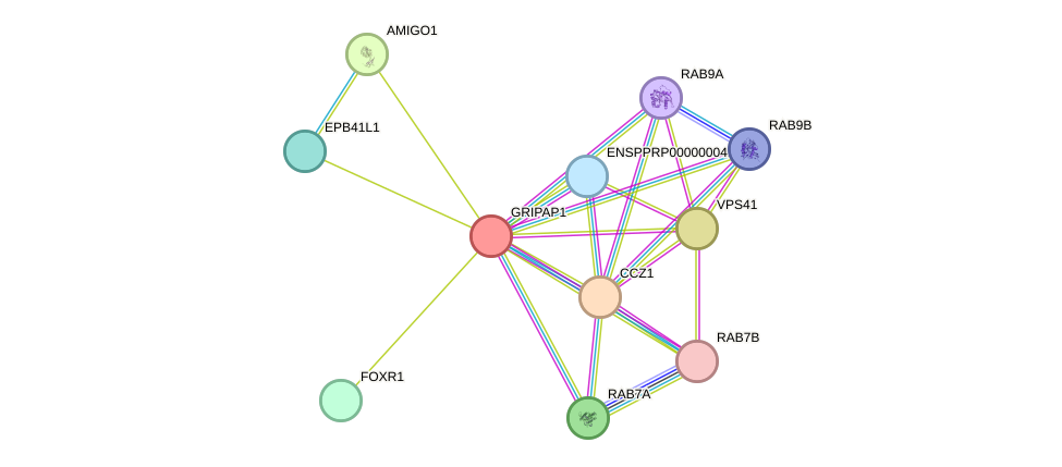 STRING protein interaction network