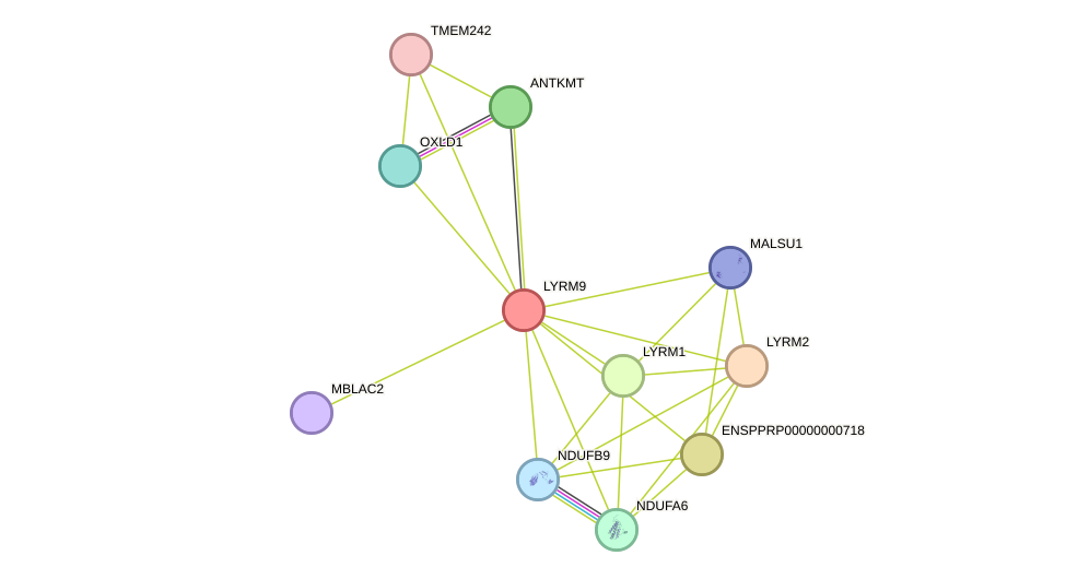 STRING protein interaction network