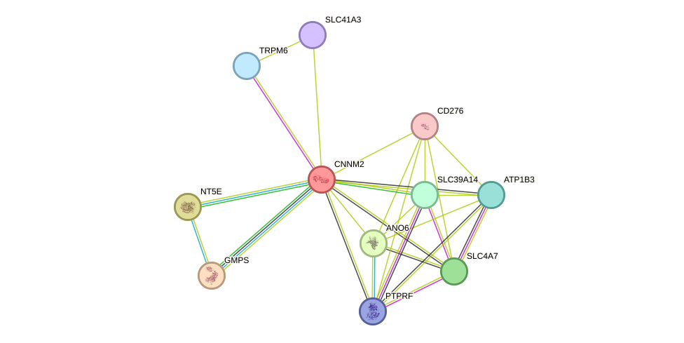 STRING protein interaction network