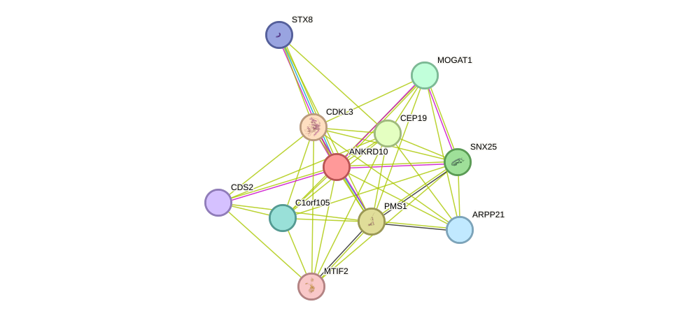 STRING protein interaction network