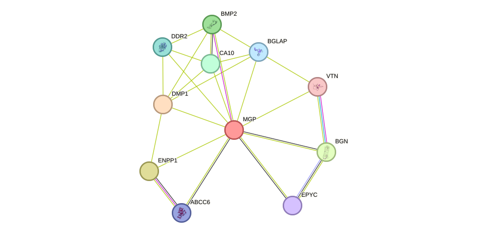 STRING protein interaction network