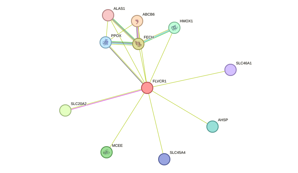 STRING protein interaction network