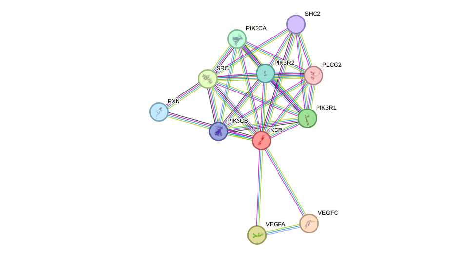 STRING protein interaction network