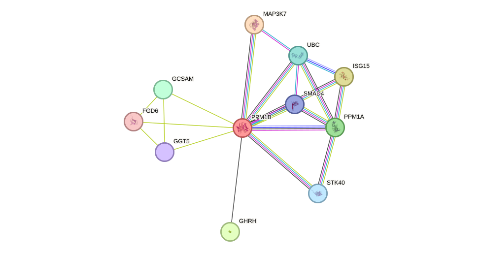 STRING protein interaction network