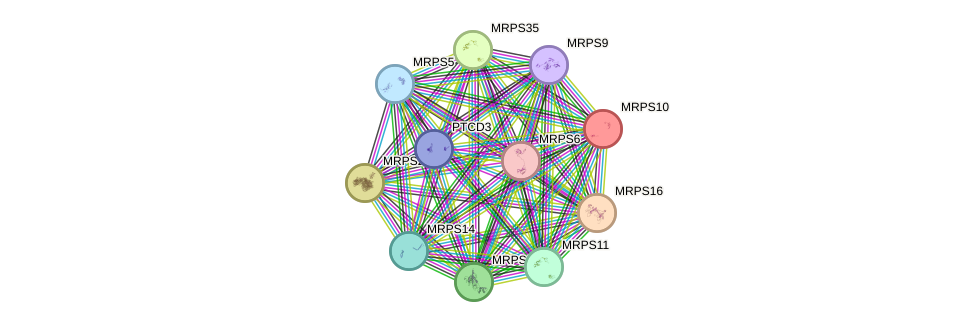 STRING protein interaction network