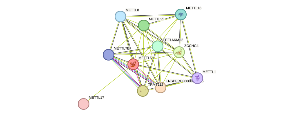 STRING protein interaction network