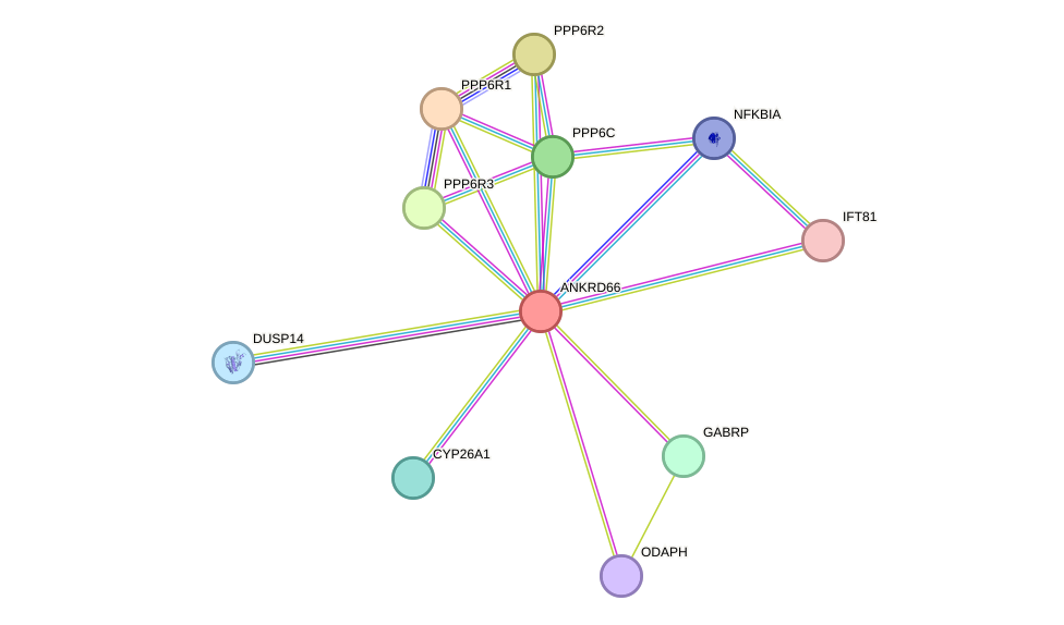 STRING protein interaction network