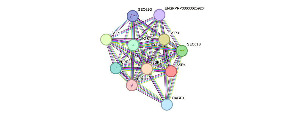 STRING protein interaction network