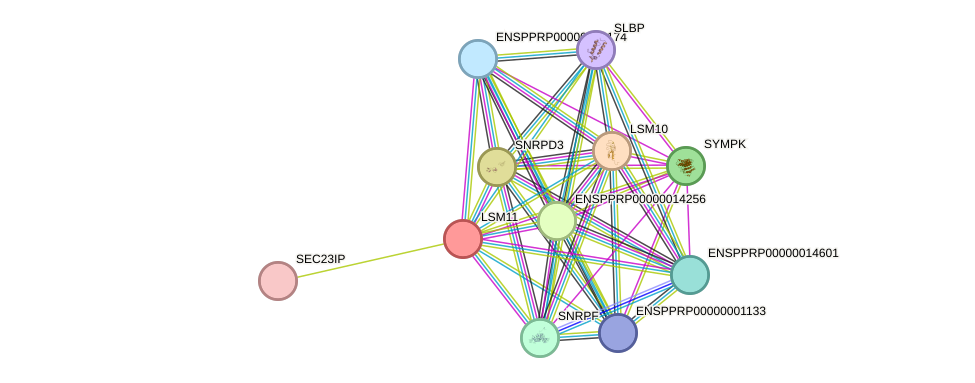 STRING protein interaction network