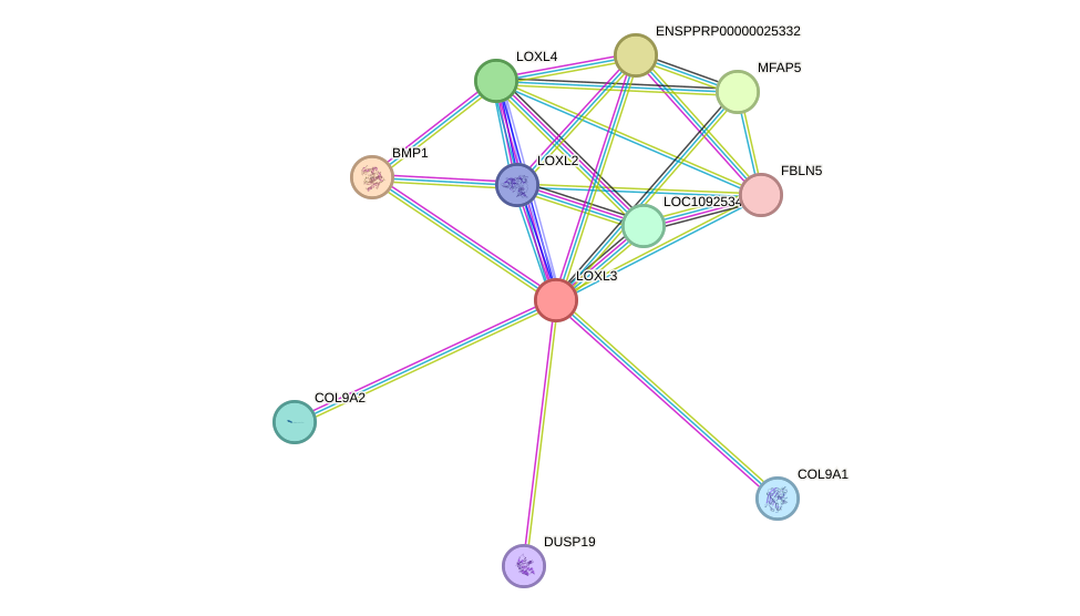 STRING protein interaction network