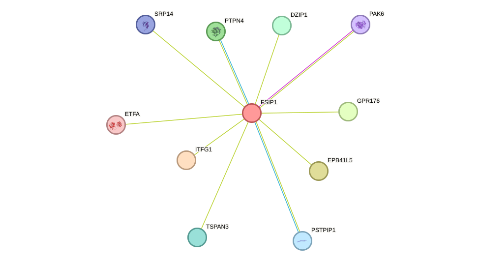 STRING protein interaction network