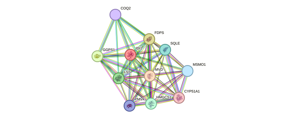 STRING protein interaction network