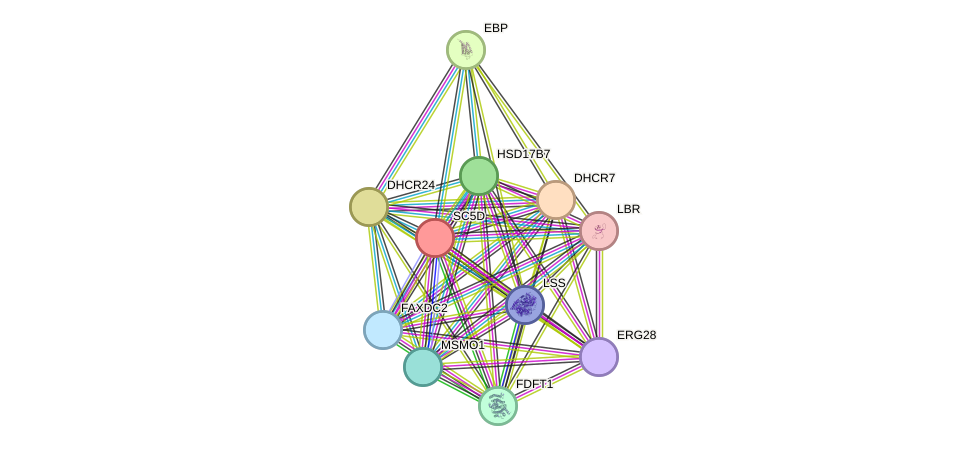 STRING protein interaction network