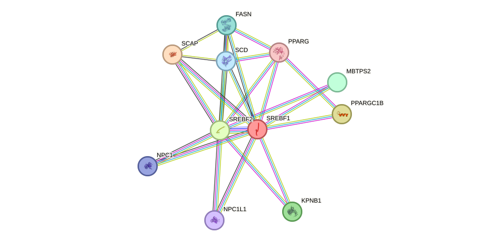 STRING protein interaction network